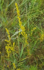 Artemisia palustris