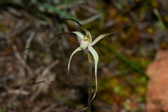 Caladenia capillata