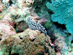 Phyllidiella