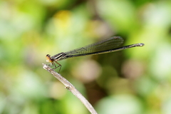 Pseudagrion ignifer