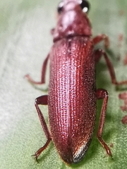 Callirhipidae