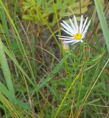 Aster biennis