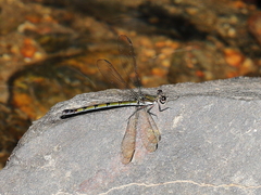 Diphlebia euphoeoides