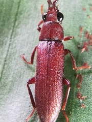 Callirhipidae