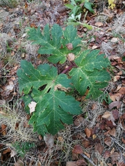 Heracleum dissectum