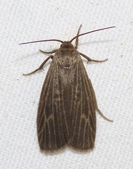 Crambidia uniformis