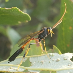 Therion circumflexum