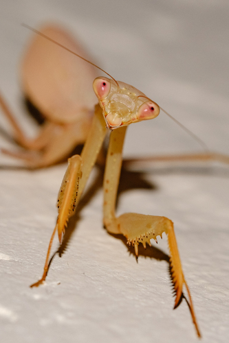 South African Mantis photo 5