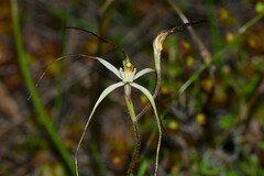 Caladenia capillata