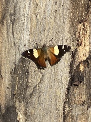 Vanessa itea