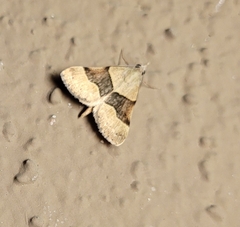 Hemeroplanis incusalis