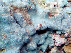 Leptastrea transversa