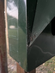 Frontinella pyramitela