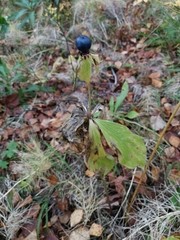 Paris verticillata