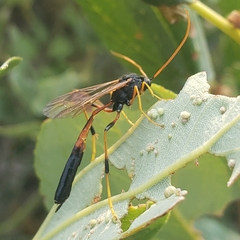 Therion circumflexum