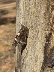 Vanessa itea