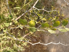 Ziziphus lotus