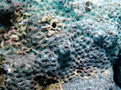 Leptastrea transversa