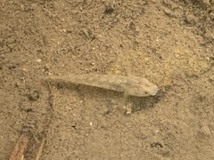 Rhinogobius rubromaculatus
