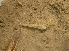 Rhinogobius rubromaculatus