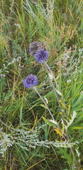 Echinops latifolius