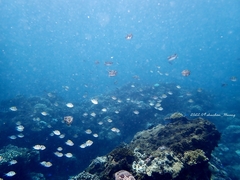Abudefduf sexfasciatus