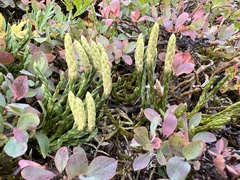 Diphasiastrum alpinum