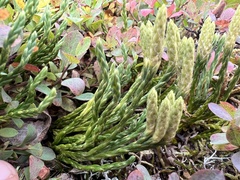 Diphasiastrum alpinum