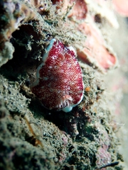 Goniobranchus