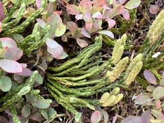 Diphasiastrum alpinum