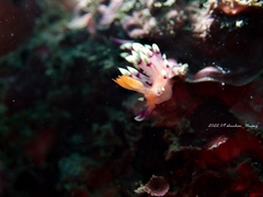 Coryphellina exoptata