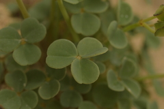 Oxalis pachyrhiza