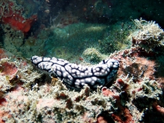 Phyllidiella