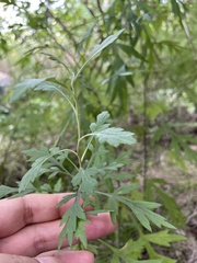 Artemisia princeps