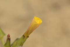 Oxalis pachyrhiza