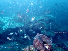 Abudefduf sexfasciatus