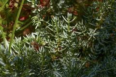 Juniperus communis kelleyi