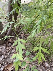 Artemisia princeps