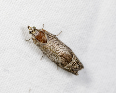 Ofatulena duodecemstriata