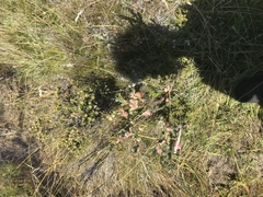 Pimelea bracteata