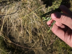 Pimelea bracteata