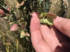 Pimelea bracteata