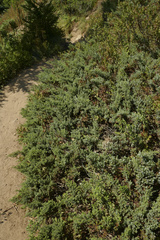 Juniperus communis kelleyi