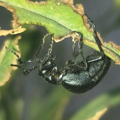 Meloe americanus