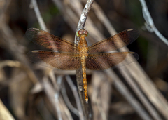 Neurothemis fluctuans