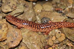Pseudotriton ruber ruber