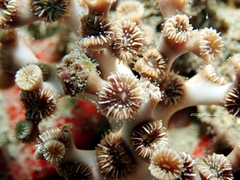Anthozoa