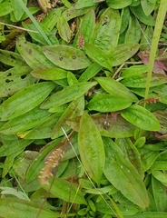 Plantago depressa