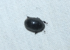 Nosodendron unicolor