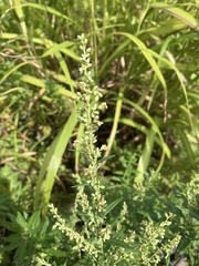 Artemisia princeps